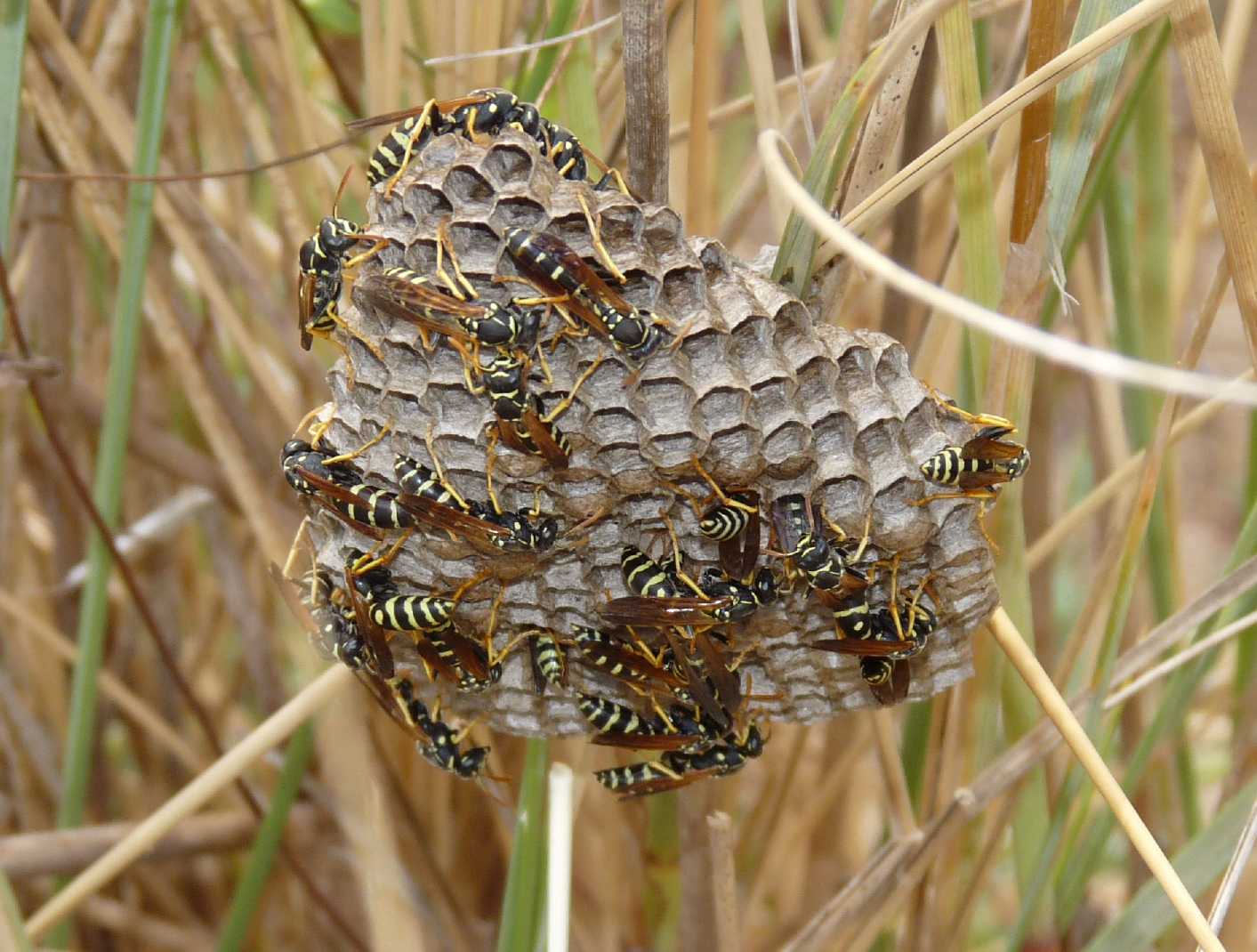 Nido di Polistes
